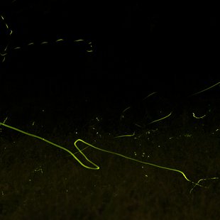 信州辰野ほたる祭り1