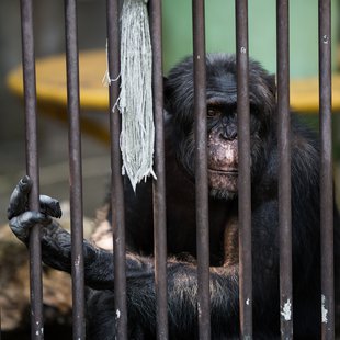 茶臼山動物園10