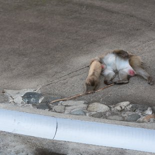 茶臼山動物園11