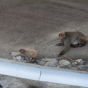 茶臼山動物園12