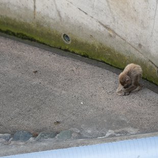 茶臼山動物園13