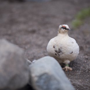 茶臼山動物園14
