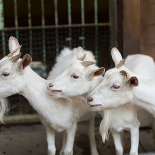 茶臼山動物園15