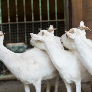 茶臼山動物園16