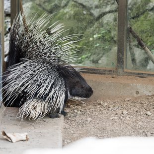 茶臼山動物園17