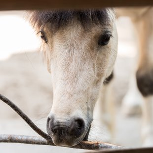 茶臼山動物園18