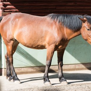 茶臼山動物園19