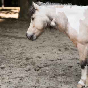 茶臼山動物園20