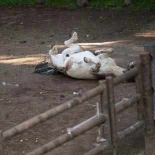 茶臼山動物園21