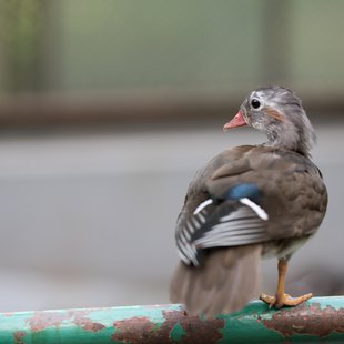 茶臼山動物園22