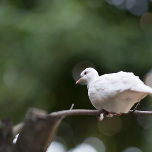 茶臼山動物園23