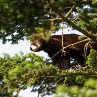 茶臼山動物園24