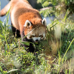 茶臼山動物園25