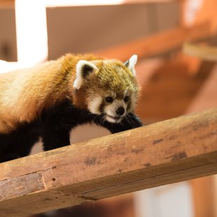 茶臼山動物園26