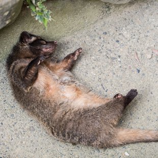 茶臼山動物園27