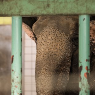 茶臼山動物園28