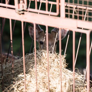 茶臼山動物園29