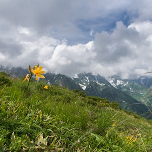 白馬八方尾根自然研究路7