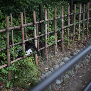 史跡足利学校跡とその周辺7