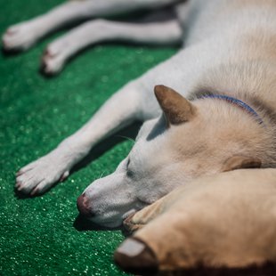 白いどうぶつ園3