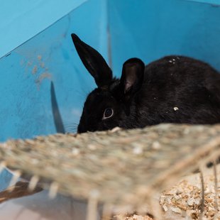 白いどうぶつ園4