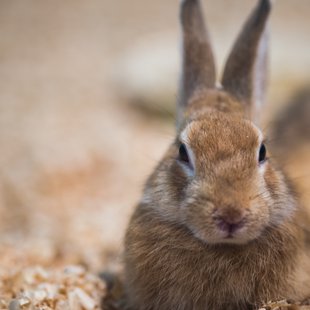白いどうぶつ園5