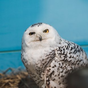 白いどうぶつ園6