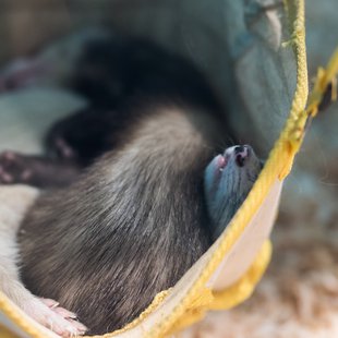 白いどうぶつ園7