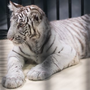 白いどうぶつ園8