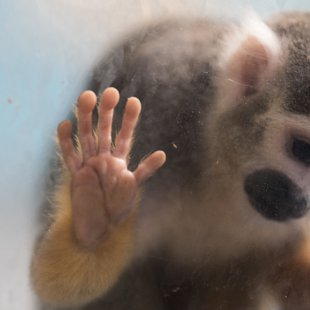 白いどうぶつ園9