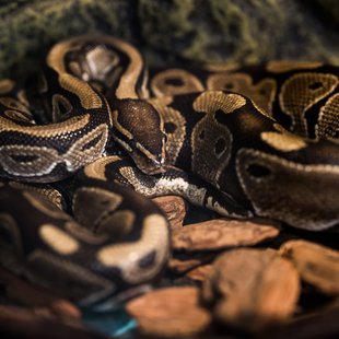 白いどうぶつ園10