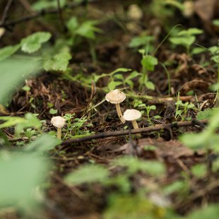 戸隠森林植物園1