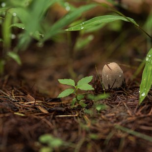 戸隠森林植物園2
