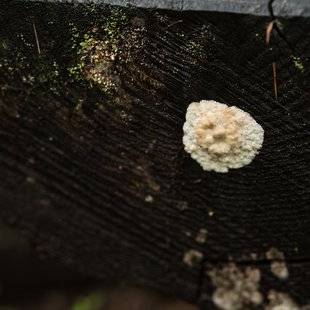 戸隠森林植物園3