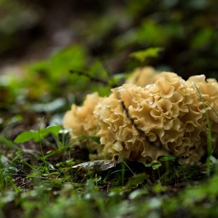 戸隠森林植物園4