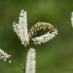 戸隠森林植物園5