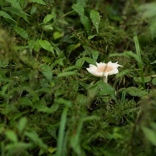 戸隠森林植物園6
