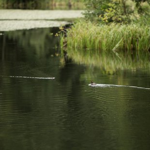 戸隠森林植物園7