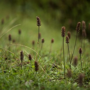 戸隠森林植物園8