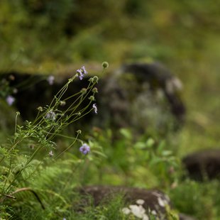 戸隠森林植物園9