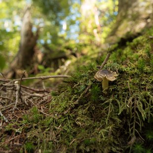 しらび平、千畳敷カール3