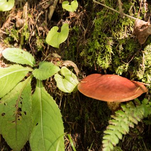 しらび平、千畳敷カール4