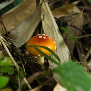 しらび平、千畳敷カール5