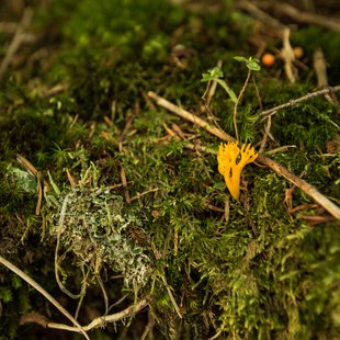 しらび平、千畳敷カール6