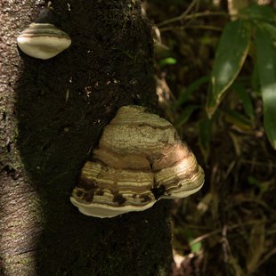 しらび平、千畳敷カール7