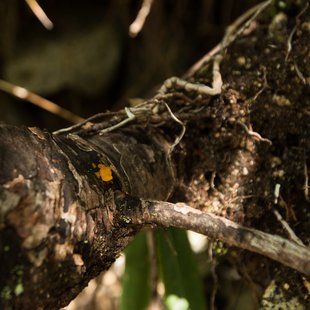 しらび平、千畳敷カール8