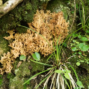 しらび平、千畳敷カール9