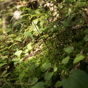 しらび平、千畳敷カール12