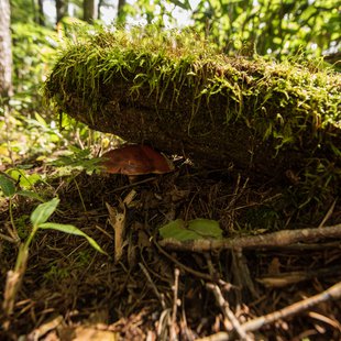 しらび平、千畳敷カール13