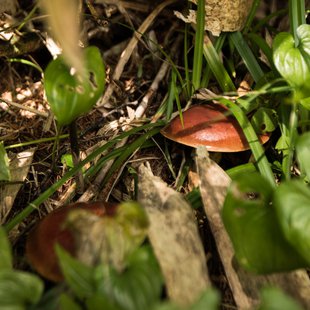 しらび平、千畳敷カール14